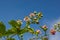 Soft pink blackberry flowers and buds in spring - Rubus fruticosus