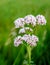 Soft pink blooming valerian plant from close