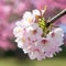 Soft pink blooms create serene spring atmosphere Cherry Blossom Background