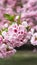 Soft pink blooms create serene spring atmosphere Cherry Blossom Background