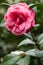 Soft Pink Camellia Flower Blooming in a Glasshouse