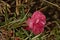 Soft pink carnation flower close-up - Dianthus caryophyllus