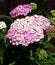 Soft-pink Colored Flowers of Yarrow in Bloom