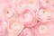 Soft Pink colored peony rose or buttercup flowers background