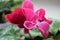 Soft pink cyclamen flower