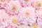 Soft pink delicate blossoming dahlias, summer blooming flowers festive background