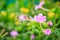 Soft pink flower of Mirabilis jalapa, the marvel of Peru or four o\'clock flower, is the most commonly grown ornamental species of