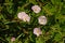 Soft pink hedge bindweed flowers- Calystegia sepium
