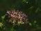 Soft pink hemp-agrimony flower - Eupatorium cannabinum