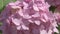 soft pink hydrangea blossom background. close up footage