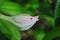 Soft pink magnolia soulangeana saucer magnolia flower bud, close up detail with small insect, soft dark green blurry leaves