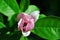 Soft pink magnolia soulangeana saucer magnolia flower bud, close up detail top view
