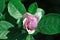 Soft pink magnolia soulangeana saucer magnolia flower bud, close up detail top view, soft dark green blurry leaves