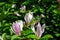Soft pink magnolias soulangeana saucer magnolia flower, close up detail side view, soft dark green blurry leaves