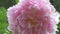 soft pink peony flower blossom in garden. macro shot