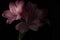 Soft Pink Peruvian Lily Flower