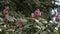 Soft pink and purple rhododendron blooming in spring