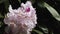 Soft pink and purple rhododendron blooming in spring