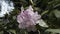 Soft pink and purple rhododendron blooming in spring