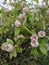soft pink quince flowers