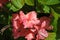 Soft pink rhododendron flowers top view, soft blurry green leaves
