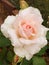 Soft Pink Rose with Rain Drops