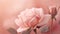 Soft pink rose with a serene blurred background. AI Generated