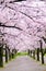 Soft pink Sakura Cherry blossoming alley.Beautiful scenic park with rows of blooming cherry sakura trees in spring ,Osaka ,Japan