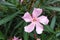 Soft pink sweet oleander flower or a bay of roses fragrant oleander, oleander, oleander Nerium L, mill Nerium indicum