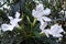Soft pink sweet oleander flower or a bay of roses fragrant oleander, oleander, oleander Nerium L, mill Nerium indicum