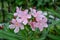 Soft pink sweet oleander flowers