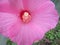 Soft Pink tender Hibiscus wildflower