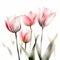 Soft Pink Tulip Arrangement on White Background for Modern Style Invitations.