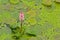 Soft pink water smartweed flowers in a dark pool