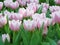 soft pink and white tulips
