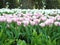 soft pink and white tulips flowers