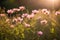 Soft pink wildflowers basking in golden light