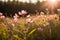 Soft pink wildflowers basking in golden light