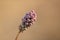 A soft, pinkish green plant in nature against a blurry brown background