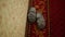 Soft plush gray slippers with a star stand on an expensive carpet near the wall