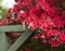 Soft pretty Backyard Spring Scene with Red Azaleas and Vintage C