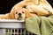 Soft puppy in a laundry basket