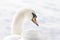 Soft pure white swan shining in natural light, face in profile,