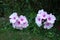 Soft purple hibiscus flowers on dark greens . Popping colors of rose , pink and purple on hibiscus blooming flowers . Bee friendly