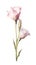 Soft Purple Lisianthus Collection in Modern Style on White Background .