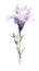 Soft Purple Lisianthus Collection in Modern Watercolor Style on White Background .