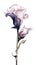 Soft Purple Lisianthus Collection in Modern Watercolor Style on White Background .