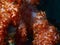 Soft red teddybear coral