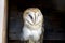 Soft and regal barn owl perched between wooden planks in a count