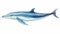 Soft Renderings Of Marine Life: Detailed Blue Whale Illustration On White Background